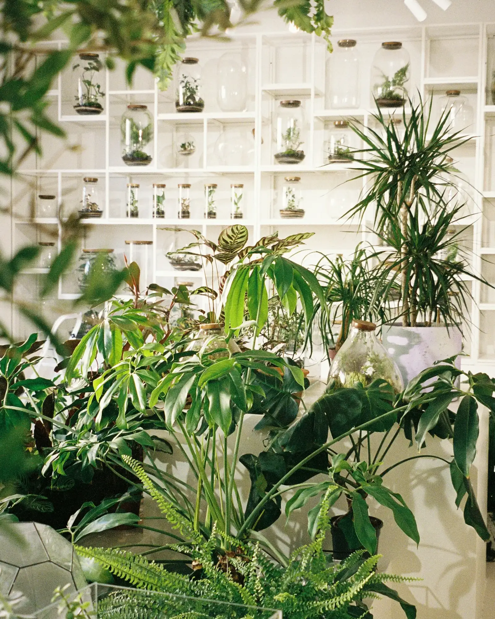 Üppige Zimmerpflanzen vor weissen Regalen mit Glas-Terrarien in einem hellen Pflanzen-Showroom
